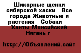 Шикарные щенки сибирской хаски - Все города Животные и растения » Собаки   . Ханты-Мансийский,Нягань г.